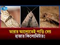 যে পোকা মিটিমিটি তারার আলোতে পাড়ি দেয় হাজার কিলোমিটার  | Insect | Rtv News