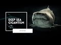 Deep Sea Gigantism Quiz