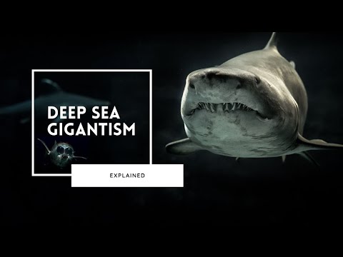 Deep Sea Gigantism Explained