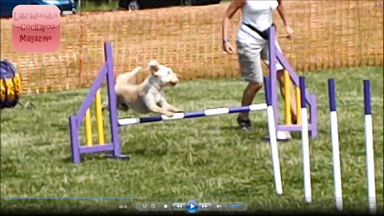 labradoodle agility