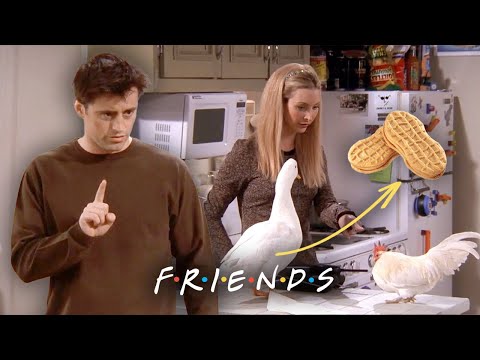 Fun with Chick & Duck | Friends