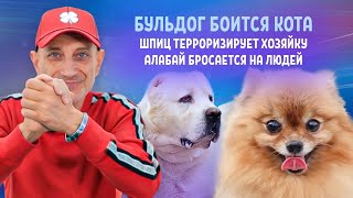 Бульдог боится кота, шпиц терроризирует хозяйку, алабай бросается на людей