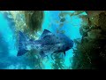 Giant wreckfish encounter at casino point catalina island  ca usa