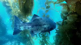 Giant Wreckfish encounter at Casino Point, Catalina Island. CA USA.