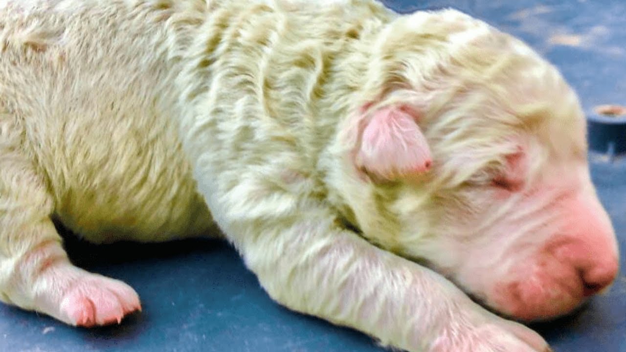 Omg! This Tiny Cute Puppy Born With Green Fur, Is Named Pistachio By His Owners