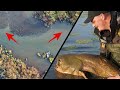Der ultimative Waller-Hotspot: Fange 5+ Fische garantiert!