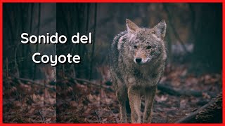SONIDOS del COYOTE (20 Minutos) 🐺🎶🔊 by Relax Your Mind 2,909 views 11 months ago 20 minutes