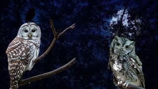 Suara Burung Hantu & Serangga Malam Yang Seram || Sound Effect Owl And Cricket