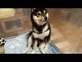 【豆柴】おっさんみたいな座り方をする柴犬【可愛いすぎる】Shiba Inu sitting like an old man