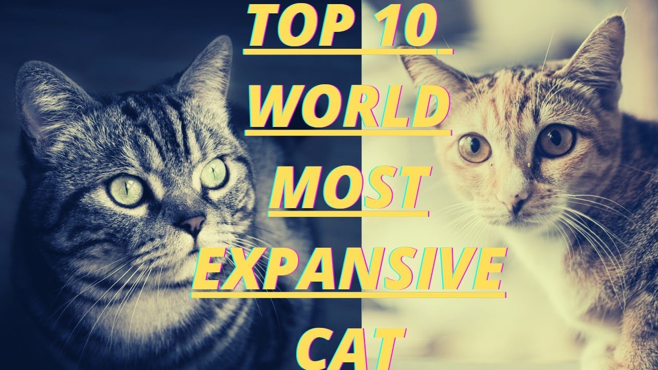 Top 10 funny cats and kittens meowing, funny cat videos,Baby cats