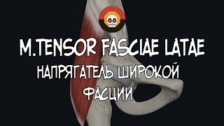 Напрягатель широкой фасции (m. tensor fasciae latae)