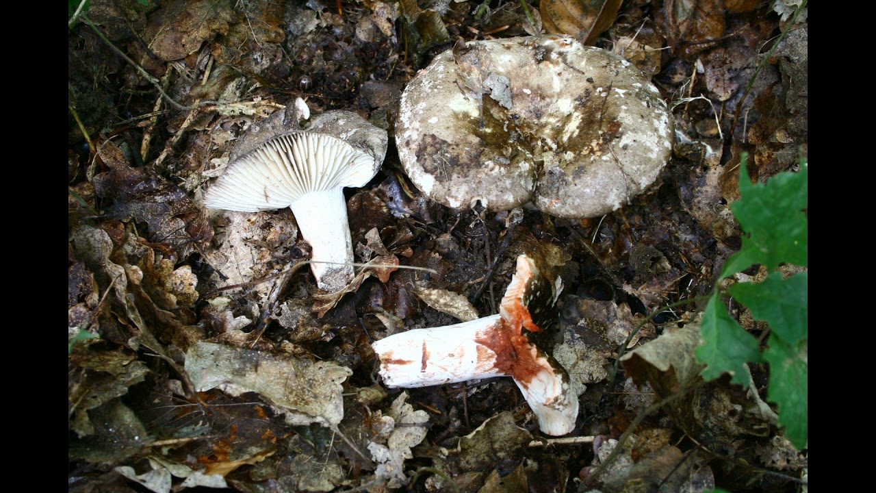 Russula nigricans