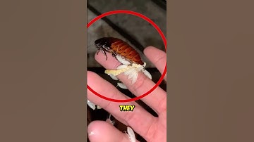 Never kill a cockroach like this 😨