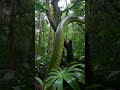Green Anaconda in the Trees | Silent Watcher of the Amazon Jungle