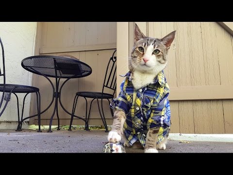 Smart Cat Rings Bell For Treats