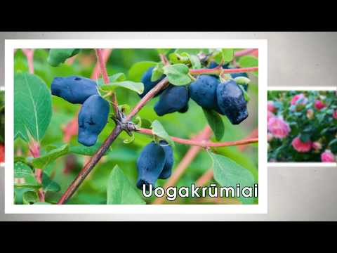 Video: Novolisinsky Vaisių, Uogų Ir Dekoratyvinių Augalų Daigynas