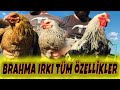 Brahma Irkının Özellikleri   Irk Alırken Kanmayın