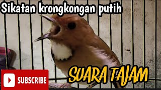 SIKATAN KERONGKONGAN PUTIH || SKP GACOR  TAJAM UNTUK MASTERAN