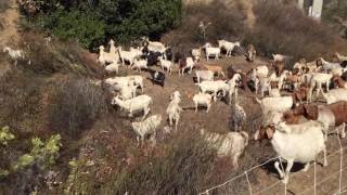 Caltrans is Testing Goats to Remove Brush and Create Fire Breaks