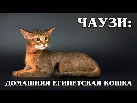 The chausie: House lynx out of Egypt | Interesting facts about cat breeds and animals