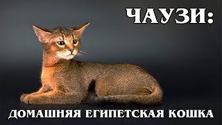 ЧАУЗИ (ХАУСИ): Домашняя 