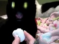 cats eatin&#39; a marshmallow