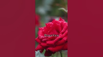 تلاوة رائعة لسورة المائدة اية_١٢٠ بصوت الشيخ عبدالباسط 💕😍