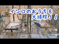 【セキセイインコ】月に1度のケージ大掃除　Monthly cleaning! Budgerigar