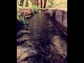 صوت الماء وهو يمشي في المشروب النخيل الأحساء صوت الماء وهو يمشي في المشروب النخيل الأحساء