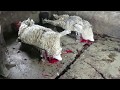 How wool  ugly uggs fur are made in reverse  rewind peta sheep lamb not kosher