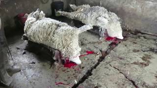 How WOOL + Ugly UGGS Fur are Made in REVERSE - Rewind (PETA) Sheep Lamb NOT Kosher