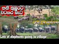        big group of elephants try to distroy last rice field photo