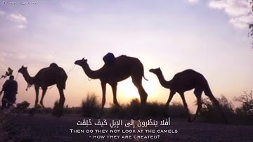 (افلا ينظرون الى الابل كيف خلقت) سورة الغاشية بصوت هزاع البلوشي