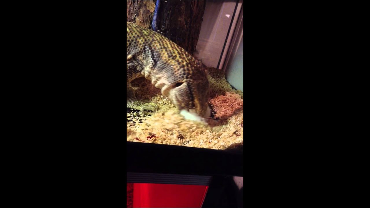 camera iphone 8 plus apk Savanna monitor eating a mouse