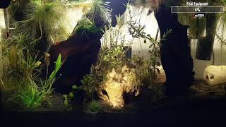 Garnelen Livestream | Shrimp Livestream