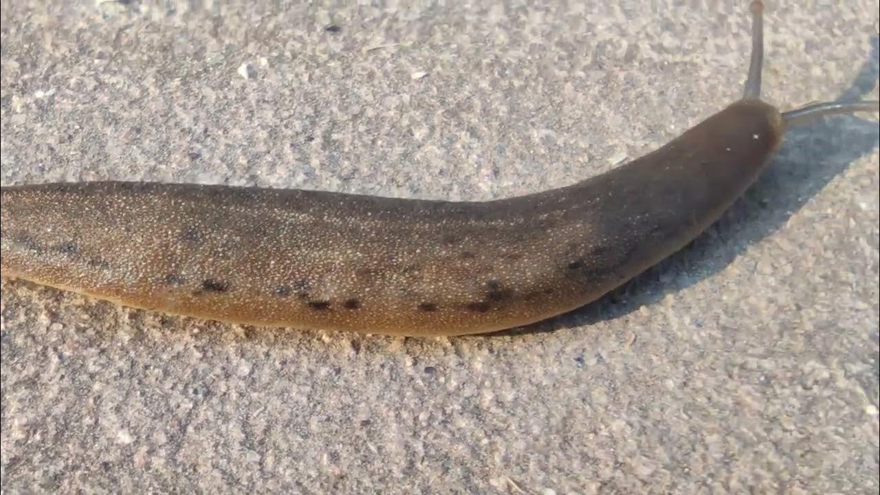 jalaga, జలగ Leeches worms lives in water YouTube