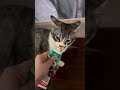 معركة يومية بيني وبين باتشا وفوفو ضد فيتامينات CatCare FunnyCats CatLife PetVlog CatHealth معركة يومية بيني وبين باتشا وفوفو ضد فيتامينات CatCare FunnyCats CatLife PetVlog CatHealth