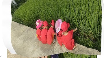 Hoạt động trải nghiệm" Thăm quan cánh đồng lúa" - năm học 2022-2023; Trường MN Minh Thuận