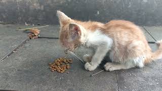 Memberi makan anak kucing liar di tempat umum