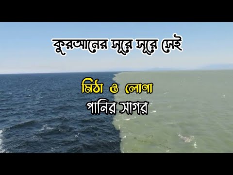 ভিডিও: গন্ধযুক্ত মিঠা পানির নাকি লোনা পানির মাছ?