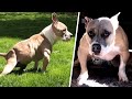 Dog gets massively ripped after back legs stop working