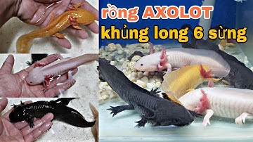 Rồng AXOLOT, khủng long 6 sừng @CakiengVn