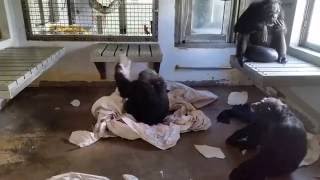 Rufus Won't Stop Until His Nest is Perfect! - Save the Chimps