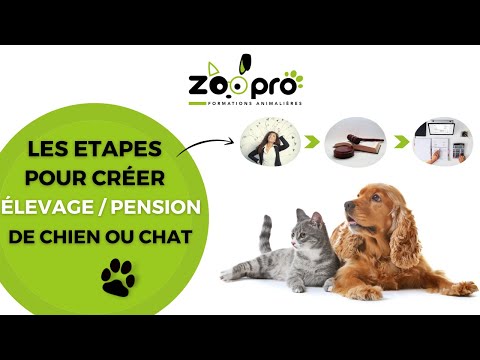 Vidéo: Garderie d'animaux ou pension en pension: Quel est le meilleur pour votre chien?