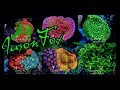 Visiting The Coral Farm of Jason Fox Signature Corals