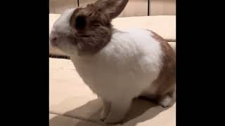 Nuvoletta’s adventures  #adventure  #rabbit by Rabbit Nuvoletta Story 125 views 5 months ago 48 seconds