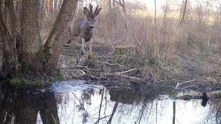 Powrót latających saren Dzika Gostomia cz.262