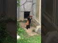 Red panda stands up after being scared by rock