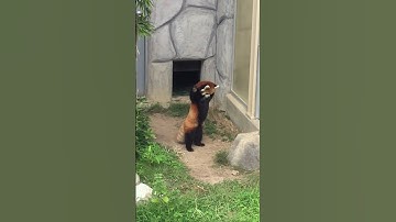 Red Panda Stands up After Being Scared by Rock