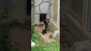 Red Panda Stands up After Being Scared by Rock
